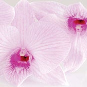 Image of Mauve Orchid
