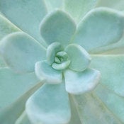 Image of Succulent 2