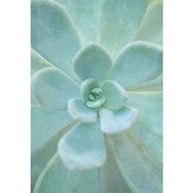Image of Succulent