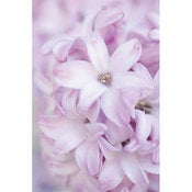 Image of Hyacinth