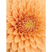 Image of Dahlia Flowers