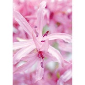 Image of Nerines