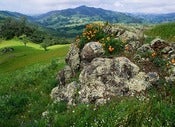Image of Photograph, 'California Golden Poppies Growing on a Franciscan Rock Outcropping' 2010; "SAN SIMEON" 