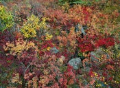 Image of Photograph, 'Tundra Tapestry' 2008; "DENALI" Series