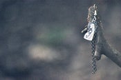 Image of Virgen Earrings