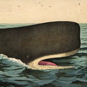 Image of iori's eyes - And everything fits in the yellow whale EP (Sold Out)