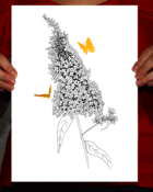Image of Buddleia & Gold Butterfly Print