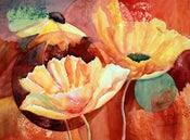 Image of Sun Kissed Poppy