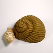 Bild Meeresschnecke Spirale