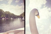Image of photographic print, swan boats, 6x8"
