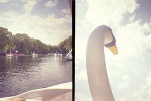 Image of photographic print, swan boats, 6x8"