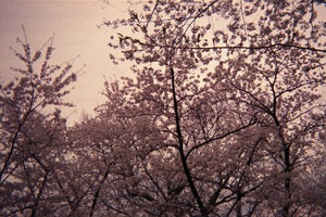 Image of photographic print, cherry blossoms, 6x8"