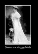 Image of Classy Terrier/Wheaten/Doodle?