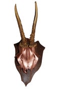 Image of ROEBUCK DEER SKULL