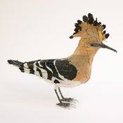Image of HOOPOE