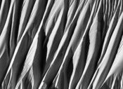 Image of Fairweather Dream Spines - 16 x 22 - Canvas Print