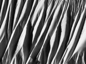 Image of Fairweather Dream Spines - 24 x 32 - Canvas Print