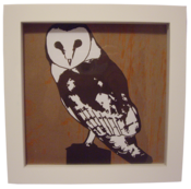 Image of 'Barn Owl' Prints