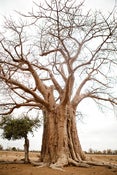 Image of Baobab Tree - Print