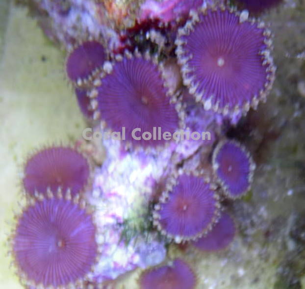 Purple Death Coral