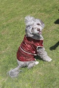 Image of Happi Coat - Y08 - Maroon Sakura