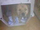 Image of HELP US HELP RUPERT AND HIS FREINDS