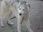 Image of HELP US HELP TARA AND HER FREINDS