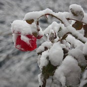Image of Covent Garden SnowRose A4 Poster