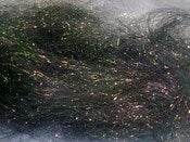 Image of Emerald Forest Angelina 8 ozs