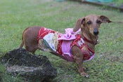 Image of Kimono (Bow) - B25 - Traditional Red