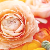 Image of Ranunculus 2