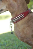 Image of Energy Paws-Blessings
