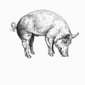 Image of Tee PORK