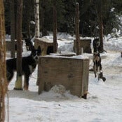 Image of 2010 Iron Pearl Kennel Sponsor