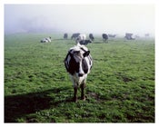 Image of Cow – 8"x10"
