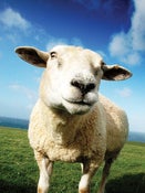 Image of Paula the Sheep
