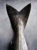 Image of Fish Tail 02
