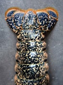 Image of Fish Tail 03