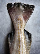 Image of Fish Tail 07