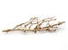 Image of Fan Coral Brooch