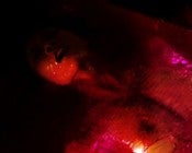 Image of Signed A4 sized C-print - Sensoria