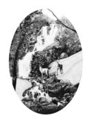 Image of  Stag