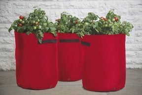 Image of Contenedores para cultivar Tomates ( Pack de 3 unidades)