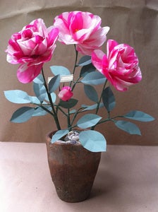 Image of Garden Rose Plant
