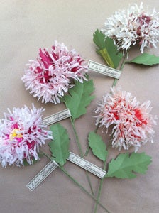 Image of Chrysanthemum