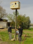 Image of Barn Owl Box