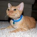 Image of Collars