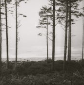 Image of Trees Signed Fine Art Landscape Polaroid Photograph, 8 x8- ocean, trees