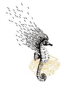 Image of T-Shirt Hippocampe - dernières pièces