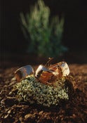Image of Ophyr ring set 